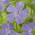 6x Vinca minor Bodendecker, 10-25cm, im 9cm Topf Bild 5