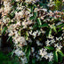 Clematis armandii 'White' Climbing Plant - Evergreen, Fragrant, Easy Care Bild 6