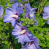 Hibiskus 'Oiseau Blue' – Blauer Blütenstrauch, pflegeleicht, 45cm Bild 5