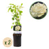 GreenboutiQ Kletterrose 'White Climber' - 2 Pflanzen, Weiß, Pflegeleicht Bild 1