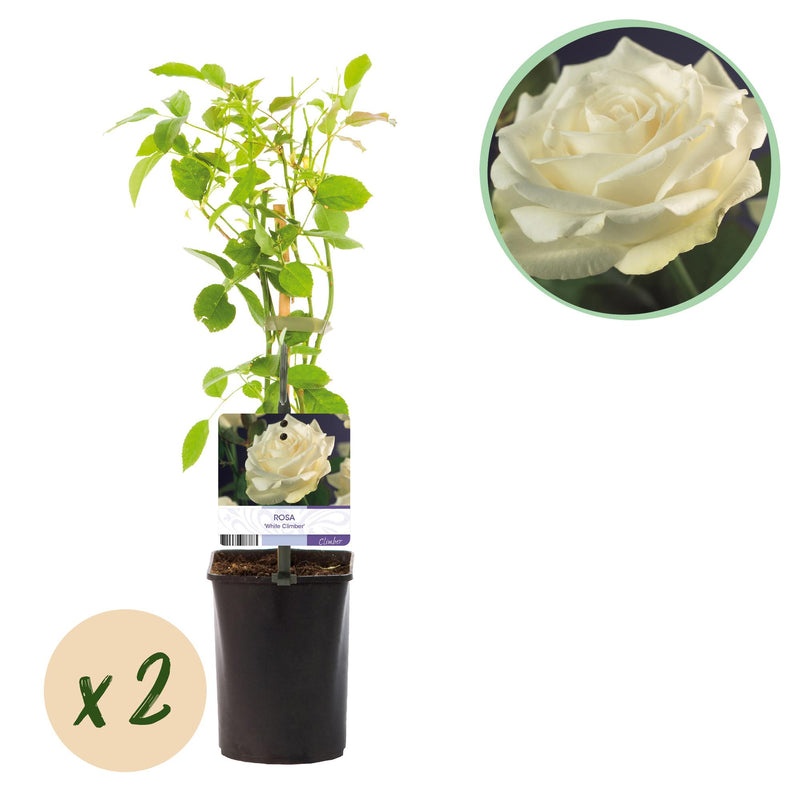 GreenboutiQ Kletterrose 'White Climber' - 2 Pflanzen, Weiß, Pflegeleicht