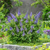 Buddleja davidii 'Little Lila' Butterfly Bush - 3 Plants Bild 5