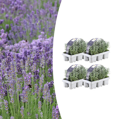 4x Lavendel angustifolia (7cm Topf) - Duftende Blütenpracht