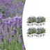 4x Lavendel angustifolia (7cm Topf) - Duftende Blütenpracht Bild 1