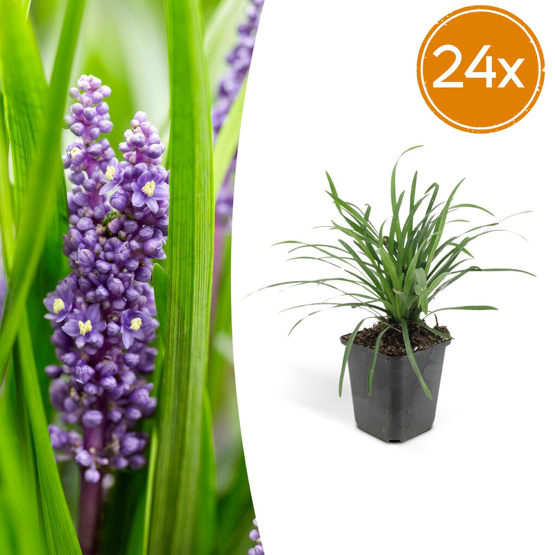 24x Liriope muscari 'Big Blue' - 10-25cm - Ø9cm
