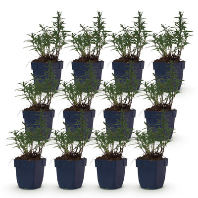 Green boutiQ - Perennial - Aster (D) Mediterranean - Sea Aster - Bee and Butterfly Attractors - Purple - 12 Plants - Pot 11cm - Height 15-25cm
