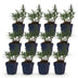 Green boutiQ - Perennial - Aster (D) Mediterranean - Sea aster - Bee and Butterfly attractors - Purple - 12 Plants - Pot 11cm - Height 15-25cm Bild 1