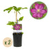 Clematis Ville de Lyon Climbing Plant - 2 pieces, Pink Flowers Bild 1