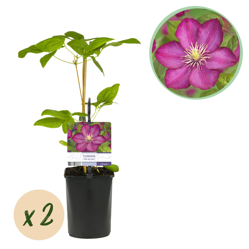 Clematis Ville de Lyon Climbing Plant - 2 pieces, Pink Flowers