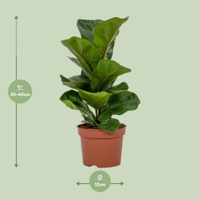 Ficus Lyrata (Geigenfeige) - Ø12cm Topf, ca. 30cm hoch