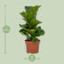 Ficus Lyrata (Geigenfeige) - Ø12cm Topf, ca. 30cm hoch Bild 2