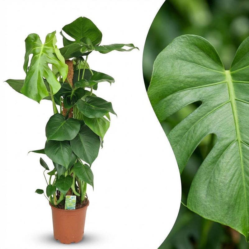 Monstera Deliciosa mit Moosstab - Pflegeleichte Zimmerpflanze, 90cm