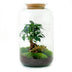Flaschengarten Sven Bonsai DIY-Set mit Ficus Ginseng & Moos Bild 2