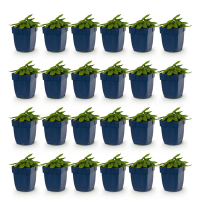 Green boutiQ - Stauden - Stachys off. Ukkie - Hasenohr - Steingartenpflanzen - Rosa - 24 Pflanzen - Topf 11cm - Höhe 15-25cm