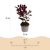 Cotinus coggygria Lilla: Purple blooms & purplish-red foliage, easy to care for Bild 3