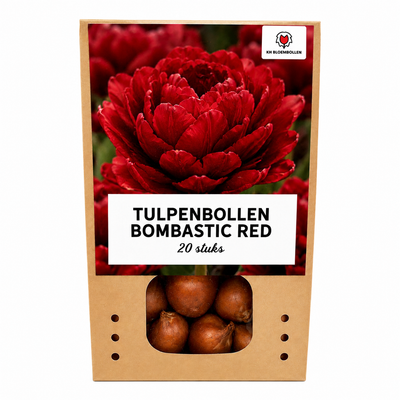 Tulpenzwiebeln Bombastic Red – 20 Stück | KH Bloembollen® | Rote Pfingsttulpe – Doppelt blühend & luxuriös – Für Garten oder Topf – Größe 11/12 – Frisch vom Züchter!