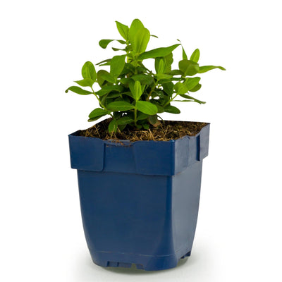 Green boutiQ - Stauden - Hypericum calycinum - Johanniskraut - Bienen- und Schmetterlingsanlockern - Gelb - 1 Pflanzen - Topf 11cm - Höhe 15-25cm