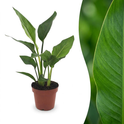 Green boutiQ - Strelitzia Reginea - Paradiesvogelblume - 1 Plant - Pot 12cm - Hoogte - 35cm