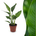 Green boutiQ - Strelitzia Reginea - Paradiesvogelblume - 1 Plant - Pot 12cm - Hoogte - 35cm Bild 1