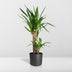 Yucca Elephantipes: Robust Houseplant in Ø17cm Pot, 85cm High Bild 4