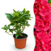 Hydrangea macrophylla 'Rot' - Winterharte Bauernhortensie, rote Blüten Bild 1