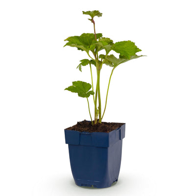 Green boutiQ - Perennials - Anemone hybr. 'Königin Charlotte' - Japanese Anemone - Shade - Pink - 1 plant - Pot 11cm - Height 15-25cm