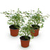 Green boutiQ Gartenrose 'White Fairy' – 3 Pflanzen, weiß Bild 2