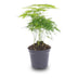 Asparagus Setaceus Plumosus – Zier-Spargel für Terrarien Bild 1