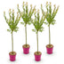 4x - Salix Flamingo - Ø19cm - ↕90-100cm Bild 2