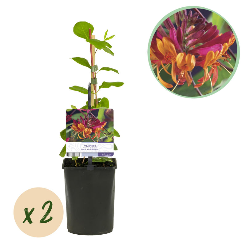 GreenboutiQ Honeysuckle 'Goldflame' - Pink/Yellow, easy care, 2 plants