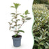 XXL Economy Bundle: 104x Green boutiQ Eleagnus ebbingei Compacta (Silverberry) - Evergreen Hedging Plants - Grey - 25-35cm (9cm Pot) Bild 1