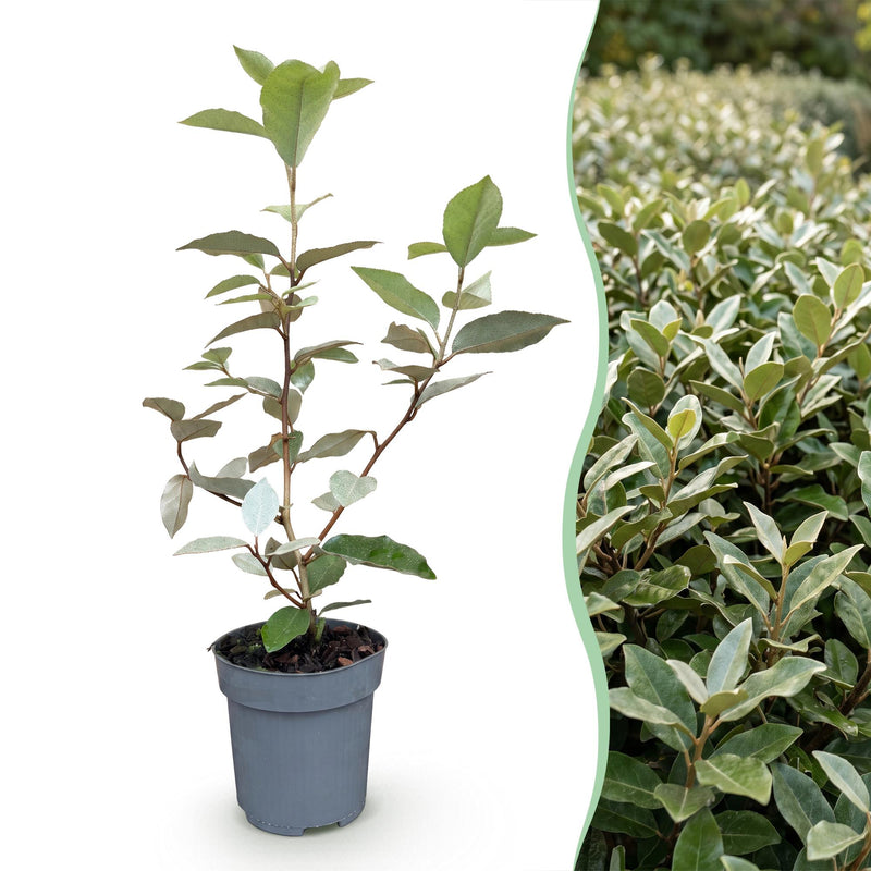 XXL Economy Bundle: 104x Green boutiQ Eleagnus ebbingei Compacta (Silverberry) - Evergreen Hedging Plants - Grey - 25-35cm (9cm Pot)