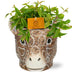 Peperomia Ang. Rocca Vivace - Ø11cm - ↕15cm + Planter Giraf D11/14x11cm - Braun Bild 1
