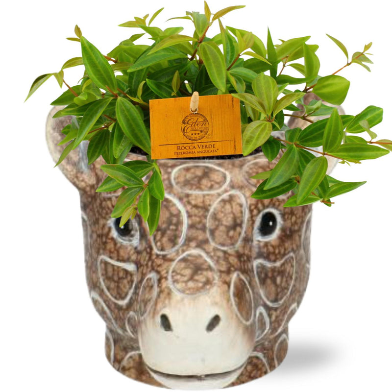Peperomia Ang. Rocca Vivace - Ø11cm - ↕15cm + Planter Giraf D11/14x11cm - Braun