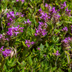 24x Thymus Serpyllum: Duftender Bodendecker, 10-25cm Bild 4