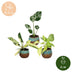 3x Baby Tropical Mix: Monstera, Philodendron Florida Beauty & Neon Bild 5