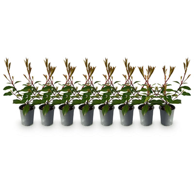 Photinia Red Robin Heckenpflanze: 8 Pflanzen, immergrün, für dichte Hecken