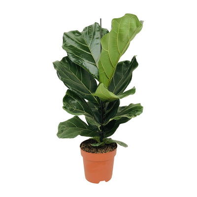 Ficus Lyrata Geigenfeige (Ø17cm, ↕75cm)