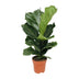 Ficus Lyrata Geigenfeige (Ø17cm, ↕75cm) Bild 1