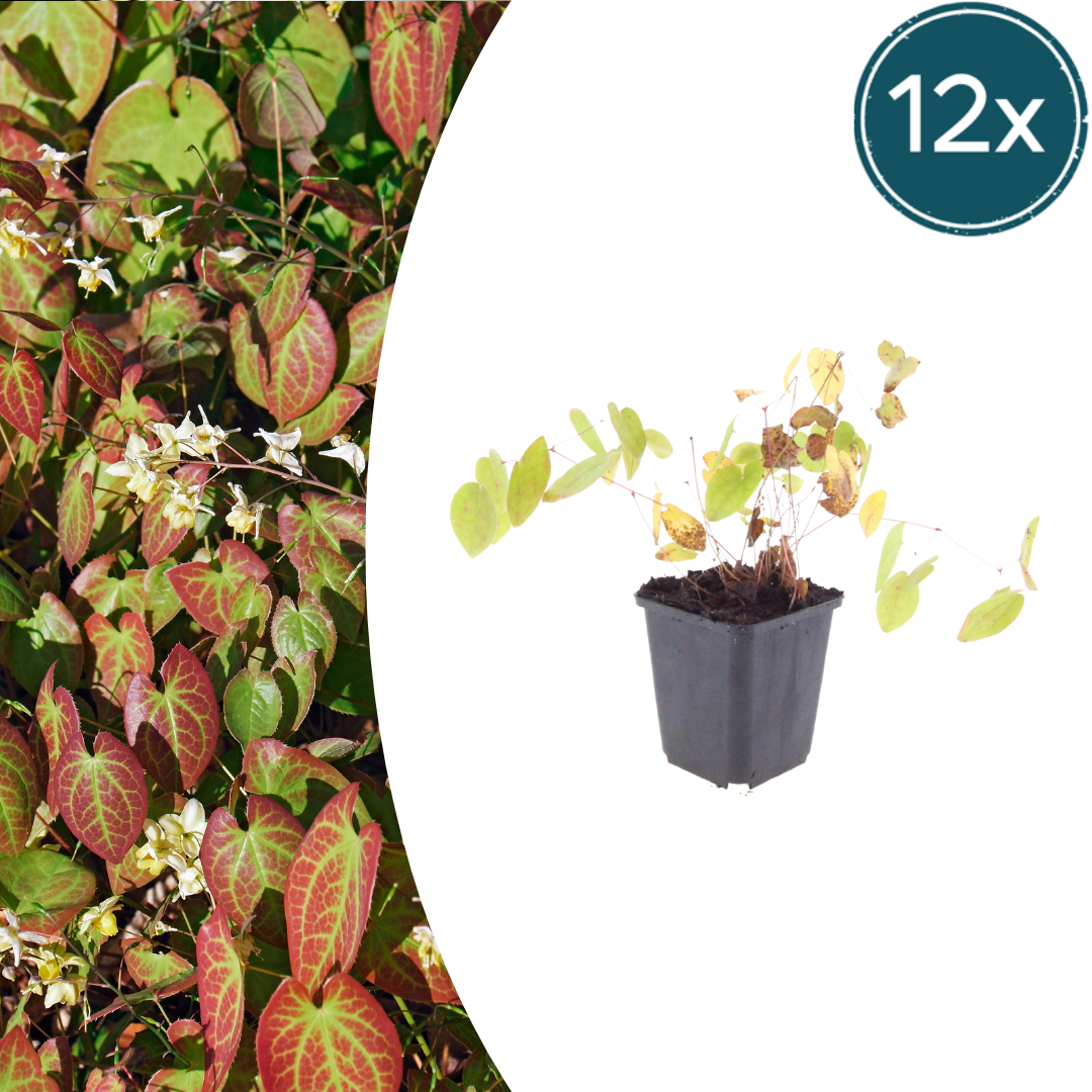 12x Epimedium y. 'Niveum' - Helle Elfenblume für schattige Gärten