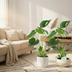 Monstera Deliciosa: Set of 2, Ø14cm pot, 45cm high Bild 2
