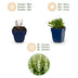 Green boutiQ - Perennial - Salvia nem. Schneehügel - Sage - Bee and Butterfly Attractors - White - 24 Plants - Pot 11cm - Height 15-25cm Bild 3