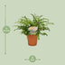 Asplenium Parvati - Farn (Ø12cm, ↕35cm) - Eleganz für Ihr Zuhause Bild 2