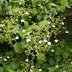 Climbing Hydrangea 'Hydrangea petiolaris' Ø15cm, 65cm high Bild 4