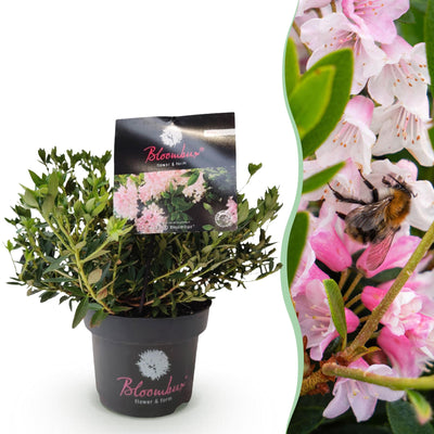 Zwerg-Rhododendron Bloombux Licht Pink: Immergrün, pflegeleicht, rosa Blüte