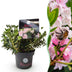 Zwerg-Rhododendron Bloombux Licht Pink: Immergrün, pflegeleicht, rosa Blüte Bild 1