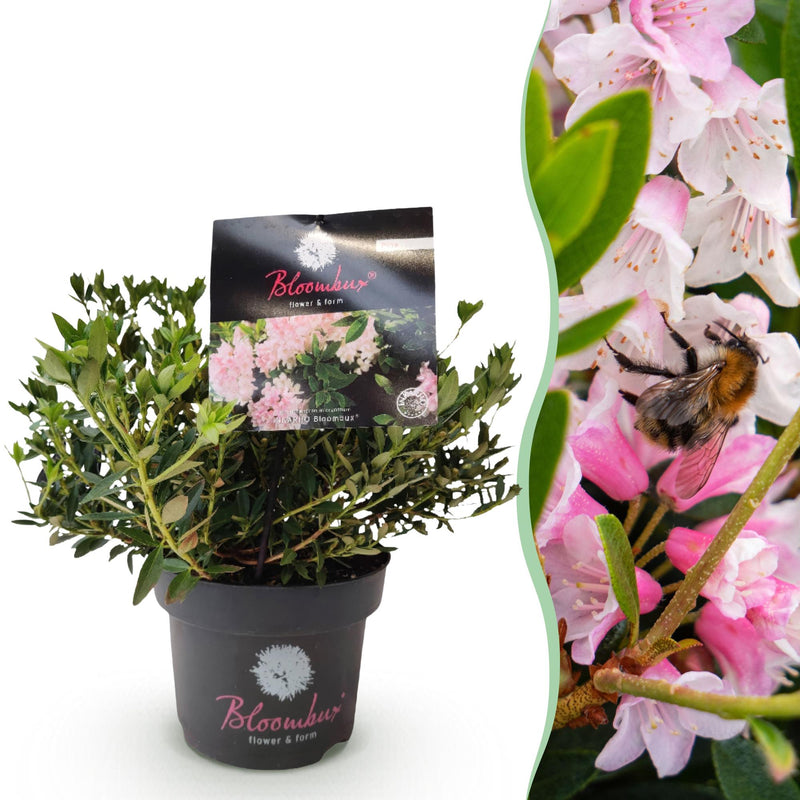 Zwerg-Rhododendron Bloombux Licht Pink: Immergrün, pflegeleicht, rosa Blüte