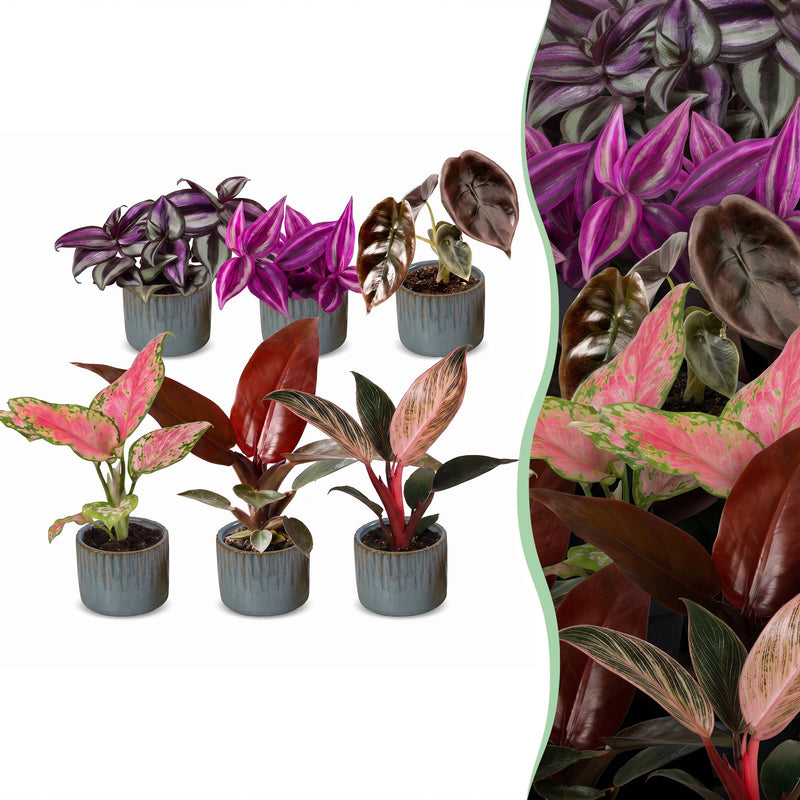 Baby Paradise Mix: 6 tropische Zimmerpflanzen, bunte Vielfalt (Ø6cm)