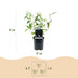 Buddleja davidii Black Night: 3 Schmetterlingsflieder, 45cm hoch, Topf 17cm Bild 3