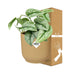 Scindapsus Pictus Trebie 'Gelb' in ELHO Topf Vibes 14 cm Bild 4